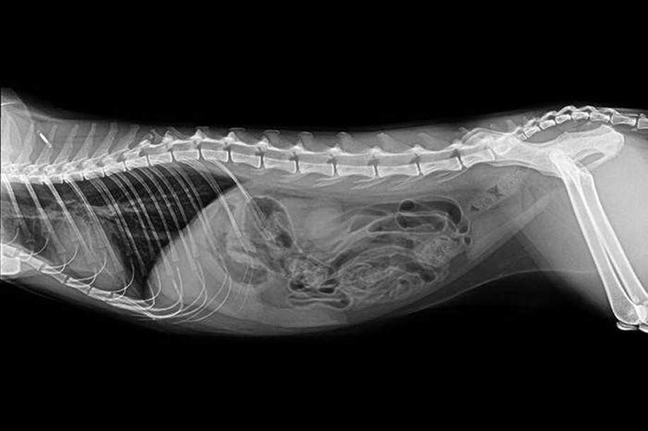 Hamile Hayvanlar ve Yavrularının X-ray Görüntülerine Bayılacaksınız!