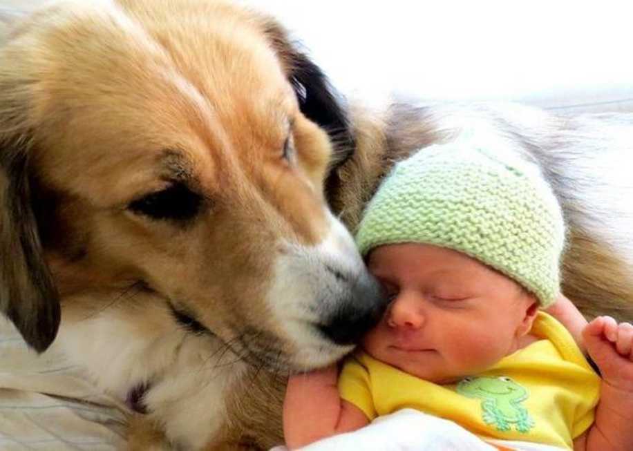 Bebekler ve Onların Büyük Köpek Dostları