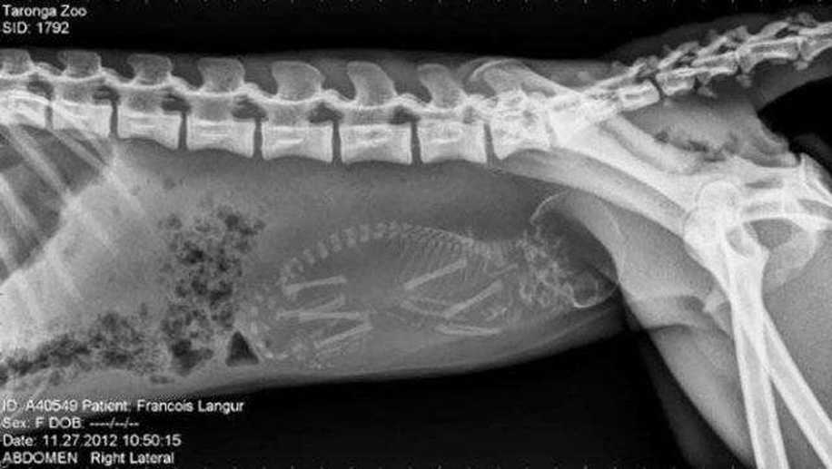 Hamile Hayvanlar ve Yavrularının X-ray Görüntülerine Bayılacaksınız!