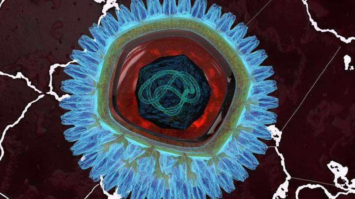 Sitomegalovirüs Enfeksiyonu Nedir?