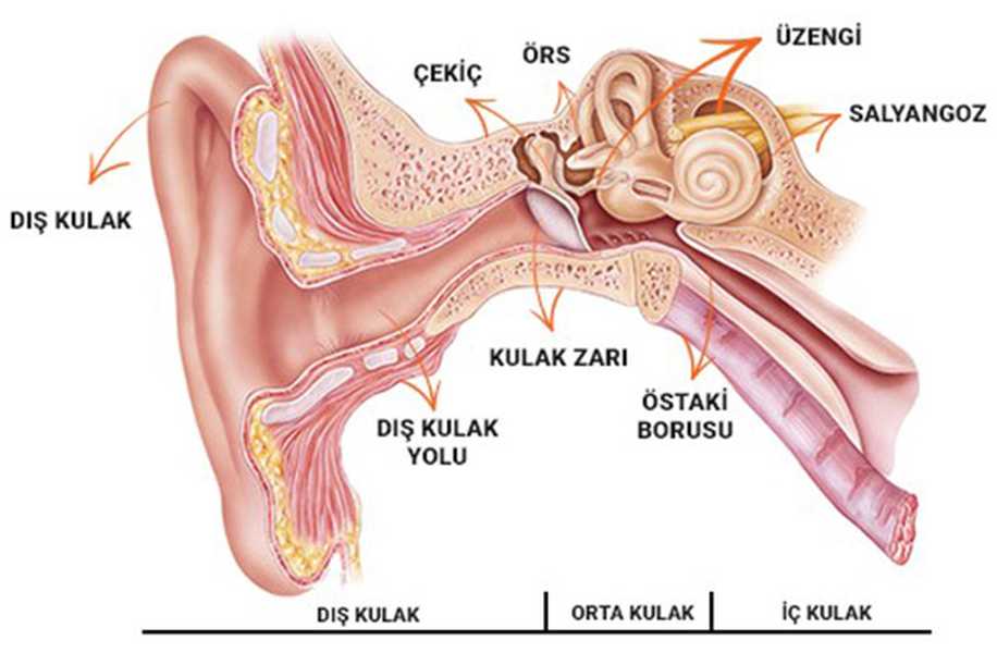 Orta Kulak Enfeksiyonu Nasıl Anlaşılır?