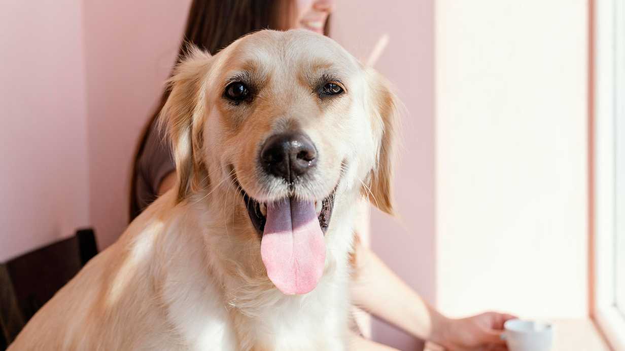 Köpeklerde Hamilelik Belirtileri: Bir Köpeğin Hamile Olduğu Nasıl Anlaşılır?