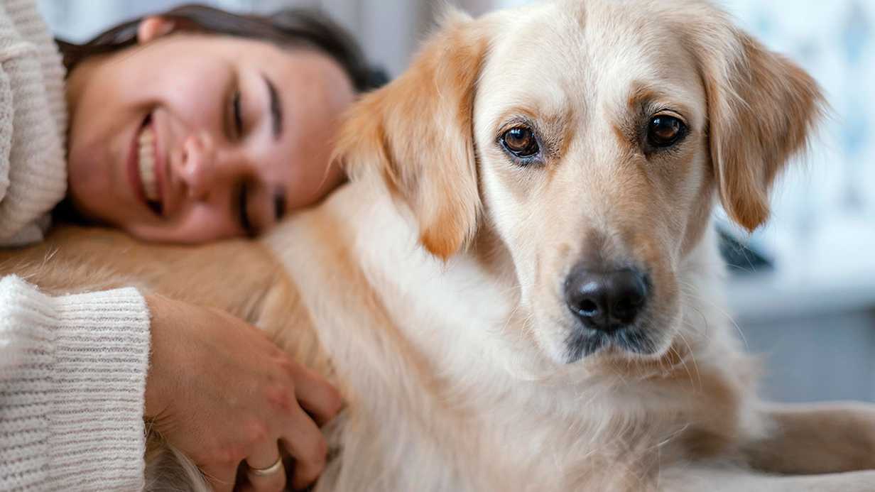 Köpeklerin Hamilelik Süresi Ne Kadar?