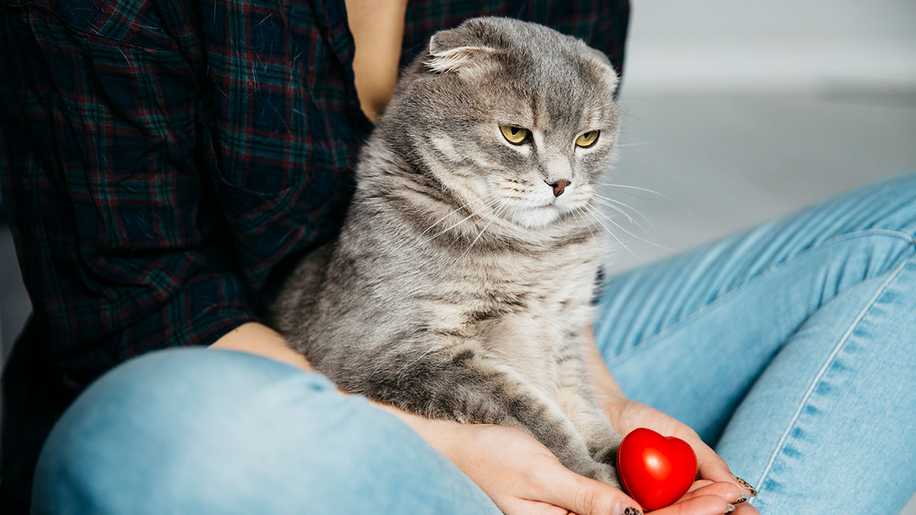 Hamile Kedi Memesi Nasıl Olur? İşte Bilmeniz Gerekenler