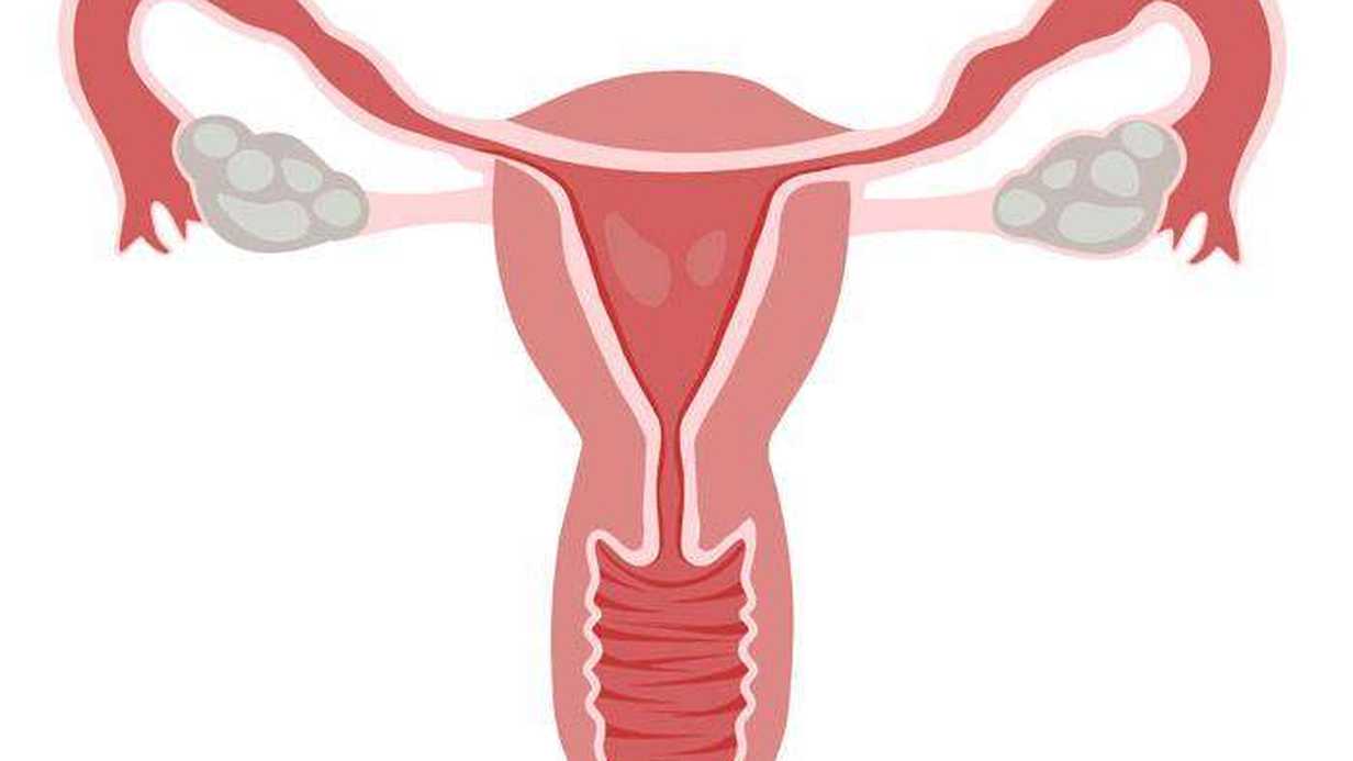 Endometrium Nedir?