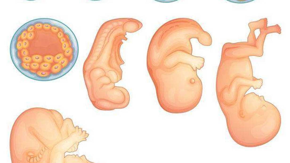 Embriyonik Periyot Nedir?