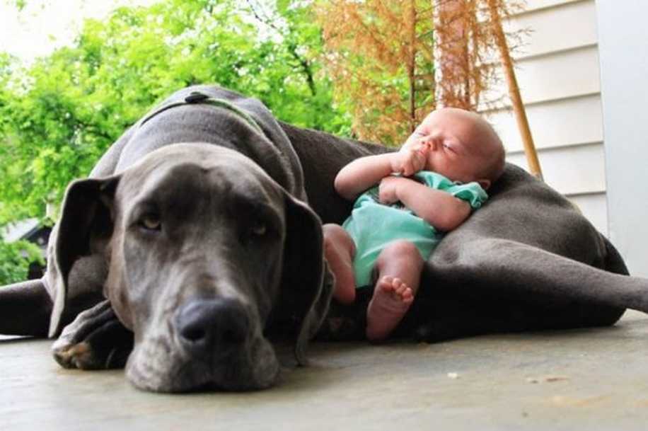 Bebekler ve Onların Büyük Köpek Dostları