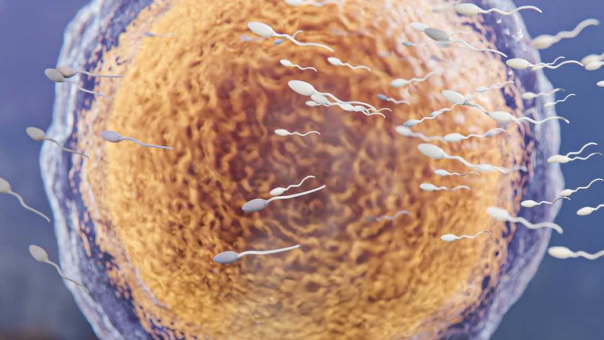 Sperm Sayısını Artıran Besinler Neler? Sperm Arttırıcı Yiyecekler