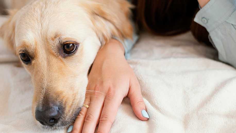 Köpeklerde Hamilelik Belirtileri: Bir Köpeğin Hamile Olduğu Nasıl Anlaşılır?