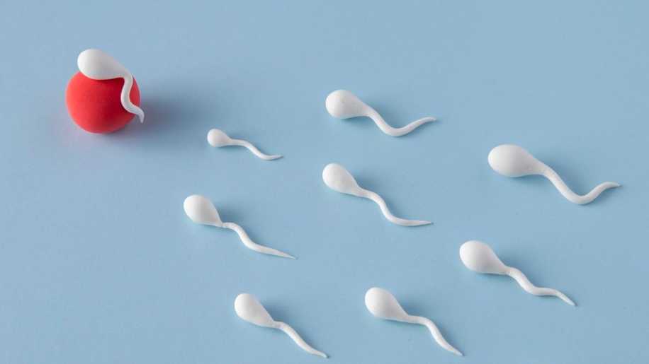 Sperm Testi Nedir, Nasıl Yapılır? Sperm Testi Normal Değerleri