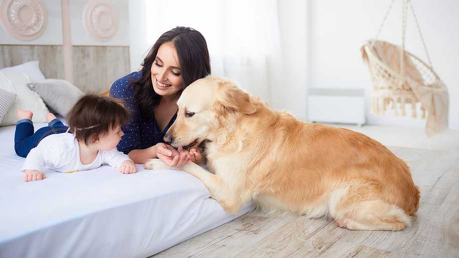 Köpeklerin Hamilelik Süresi Ne Kadar?